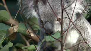 Close up photo of a Koala in a tree